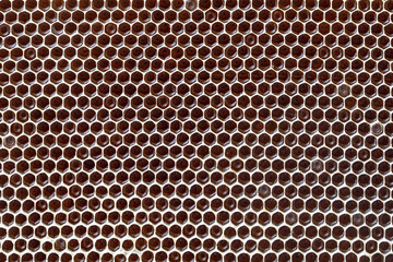 Honeycomb with honey. Background texture and pattern of a section of wax honeycomb from a bee hive...