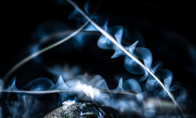 A type of mayfly, Ephoron virgo, swarming in the Danube river at night. The event is sometimes...