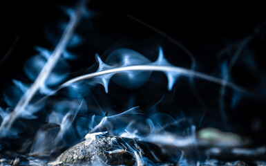 A type of mayfly, Ephoron virgo, swarming in the Danube river at night. The event is sometimes...