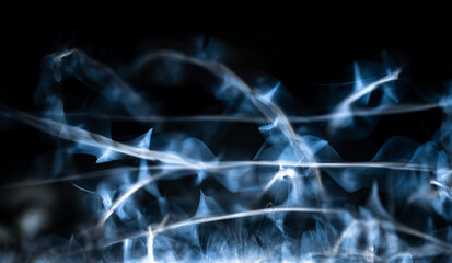 A type of mayfly, Ephoron virgo, swarming in the Danube river at night. The event is sometimes called the 'Danube Blooming'. Long exposure photo.