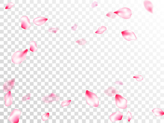 Japanese cherry blossom pink flying petals