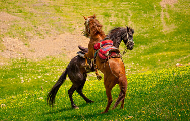 Horses Harnessed and saddled, horses frolic and fight in a green meadow. Horseback riding. Against...