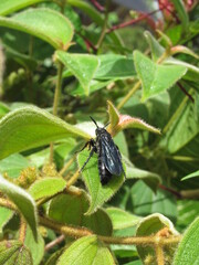 Scolia is a genus of solitary wasps in the Scolid family.