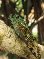 Zammara is a genus of cicadas order Hemiptera