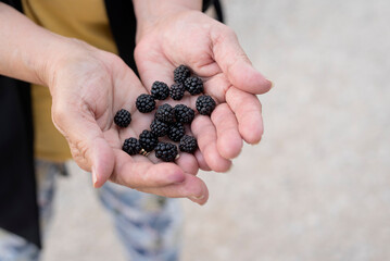 Picking delicious blackberries, in the hands of a woman