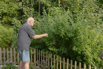 old man is working on a forsythia shrub