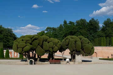 Arboles extraños