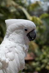 Cacatúa