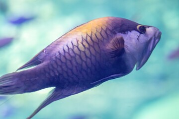 fish in aquarium in the zoo