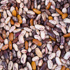 Different varieties of beans close-up. Different Colours of beans