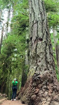 MacMillan Provincial Park A teenage girl stands near a huge tree she travels And she looks at the forest in a green T-shirt and black jeans and a cap with a backpack Like in a cartoon or horror movie.