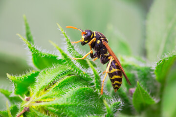 Close-Up of Wasp on Sunflower