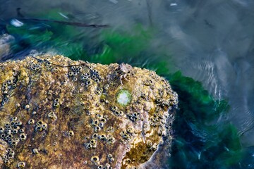 Krabbe auf einem Stein im Meer, Griechenland 