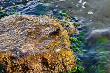 Krabbe auf einem Stein im Meer, Griechenland 