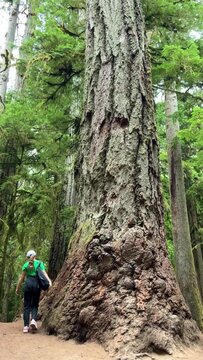 MacMillan Provincial Park A teenage girl stands near a huge tree she travels And she looks at the forest in a green T-shirt and black jeans and a cap with a backpack Like in a cartoon or horror movie.