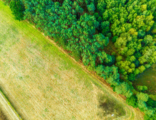 Diagonal composition to have the forest corner to corner of the image. Briston, Norfolk, UK