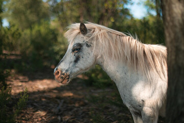 Little foal posing to the camera in profile.