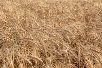 View of ripening wheat field in the rays of the setting sun. Autumn harvest. Agriculture industry