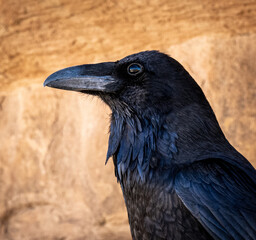 Closeup of a raven on red rock