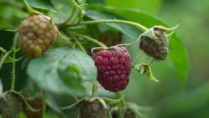 berries of a raspberry in garden