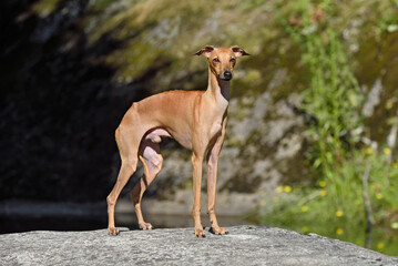 Obraz na płótnie Canvas Beautiful small Italian Greyhound