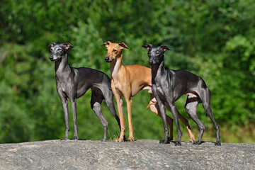 Three Italian Greyhounds dogs