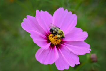Bumblebee on Pink Cosmos Flower, Up-Close Macro