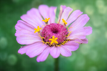 Pink Zinnia Flower with Yellow Starlets Up-Close Macro