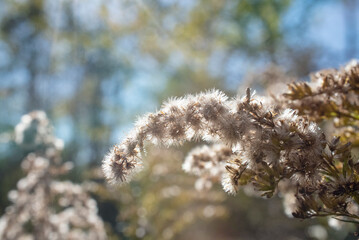 Wild Goldenrod Flower Gone to Seed, Autumn Nature
