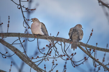 Pair of Mourning Doves, Birds Perched in Maple Tree Branches