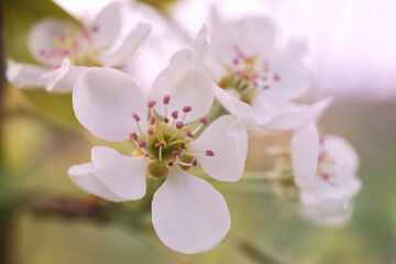 Naklejka na ściany i meble Apple Blossoms in Soft Afternoon Sunlight, Up-Close Macro