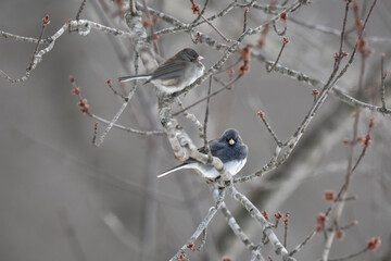 Two Dark-Eyed Junco Birds Perched in Maple Tree Branches