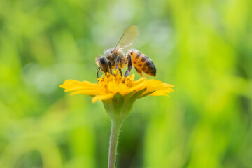 Natureza, meio ambiente, flores e insetos.