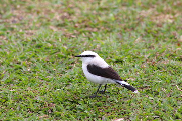 Lavadeira-mascarada no gramado, Lavadeira mascarada na grama, ave preta e branca no gramado