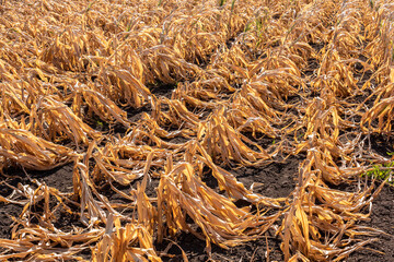 Drought-stricken corn crop in Hungary, EU. Dry corn because of the drought. Withered corn. 