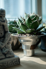 Potted Agave Titanota Hakugei, lifestyle, living room setting.