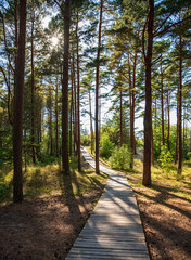 Landscape photography of pine trees, forest, woodland, path