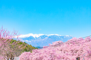 Fototapeta na wymiar Petal, Flower, Mount Scenery