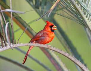Male Northern Cardinal - Cardinalis cardinalis - Perched on dead palm frond, relaxed with mouth open while calling.