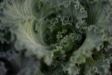High quality photo, macro photography, gradient background, ornamental cabbage, green cabbage,...