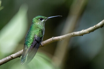 Colibri brillant à tête verte