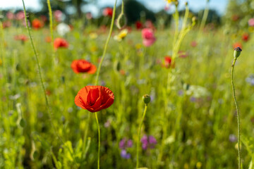 Red poppies flowers against the sunset. Beautiful summer landscape. Poppy field at sunset. Green background.