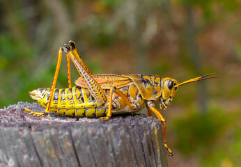 Eastern lubber grasshopper - Romalea microptera - also called Romalea guttata is a large robust insect native to Florida and the Southeastern United States. Red, yellow, black orange colors