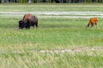 American bison mother and baby are grazing 
at Yellowstone national park.	
