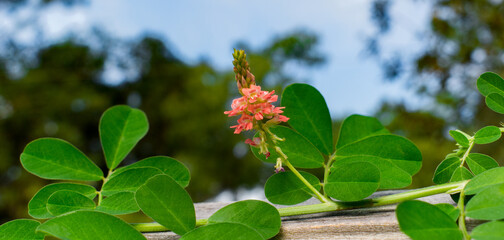 Creeping indigo - Indigofera spicata - is an invasive weed in Florida and a toxic legume to livestock,