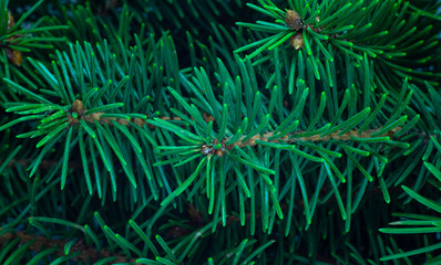 Close up christmas tree, pine green branches