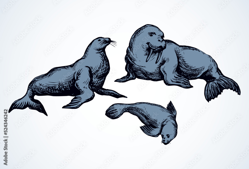 Wall mural walrus. vector drawing