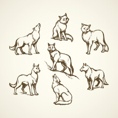 Wolf. Vector drawing