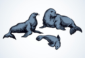 Fototapeta premium Walrus. Vector drawing