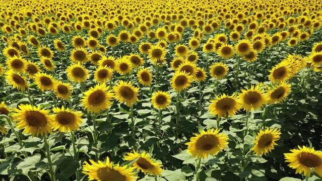 The common sunflower is a large annual forb of the genus Helianthus grown as a crop for its edible oil and seeds.
